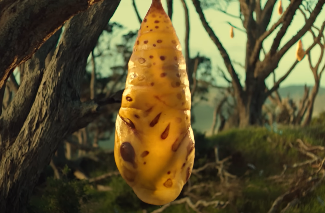 Cocoon.PNG
